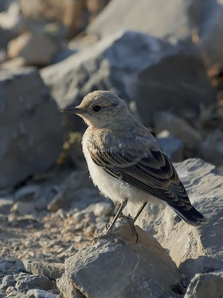 Kivitasku, Northern Wheatear, Oenanthe oenanthe
